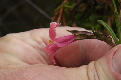 Diplacus puniceus (red bush monkeyflower) (alternate view 2)