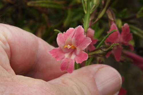 Diplacus puniceus (red bush monkeyflower) (alternate view 3)