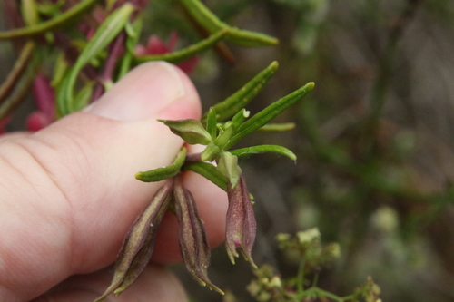 Diplacus puniceus (red bush monkeyflower) (alternate view 4)