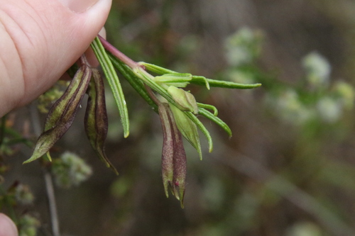 Diplacus puniceus (red bush monkeyflower) (alternate view 5)
