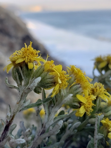 Eriophyllum staechadifolium (seaside woolly sunflower) (alternate view 3)