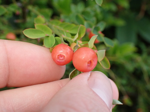 Vaccinium parvifolium (red huckleberry) (alternate view 2)