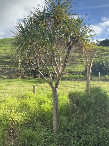 Cordyline australis (New Zealand cabbage tree) (alternate view 4)