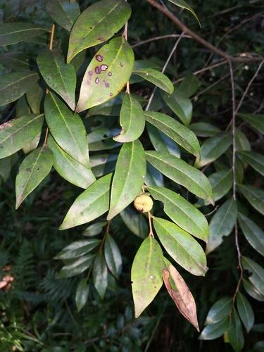Glochidion ferdinandi (Cheese Tree)