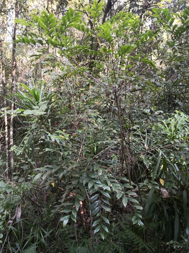 Glochidion ferdinandi (Cheese Tree) (alternate view 2)