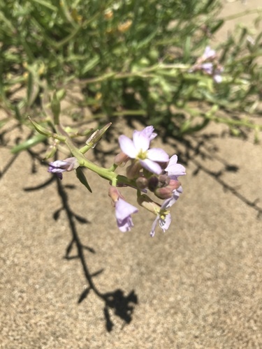 Cakile maritima (European Searocket)
