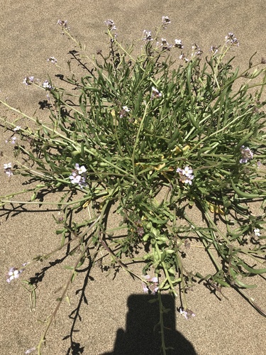 Cakile maritima (European Searocket)