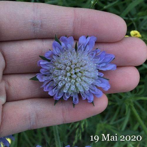 Knautia arvensis (Field Scabious)
