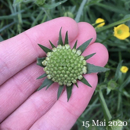Knautia arvensis (Field Scabious)