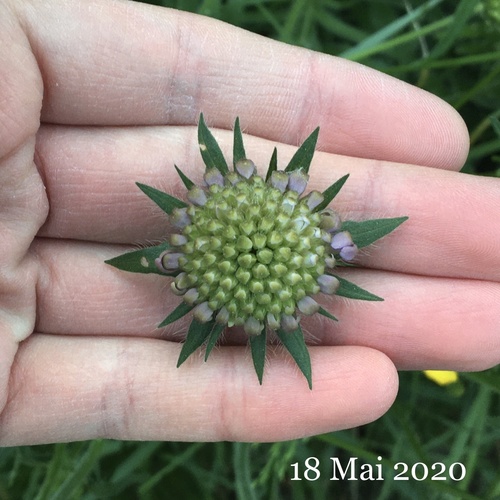 Knautia arvensis (Field Scabious)