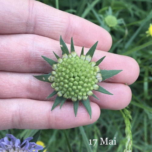 Knautia arvensis (Field Scabious)