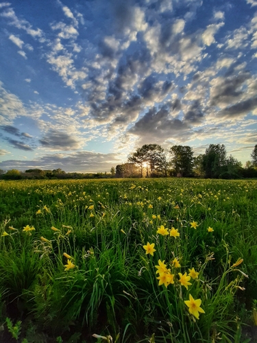 Hemerocallis (daylilies) (alternate view 6)