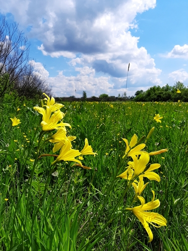 Hemerocallis (daylilies) (alternate view 7)