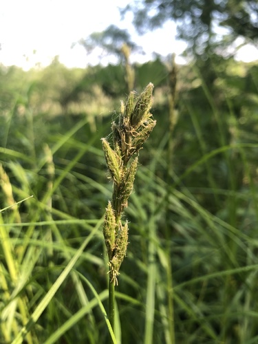 Carex muskingumensis (Palm Sedge)