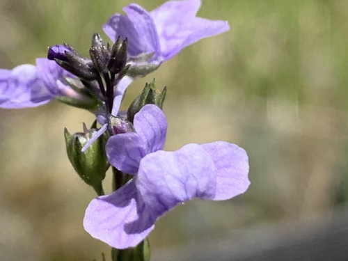 Linaria texana (Texas toadflax)