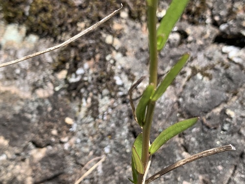 Linaria texana (Texas toadflax) (alternate view 3)