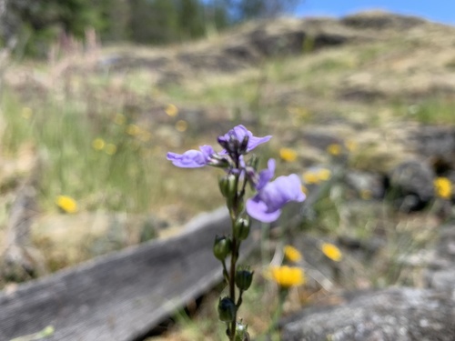 Linaria texana (Texas toadflax) (alternate view 2)