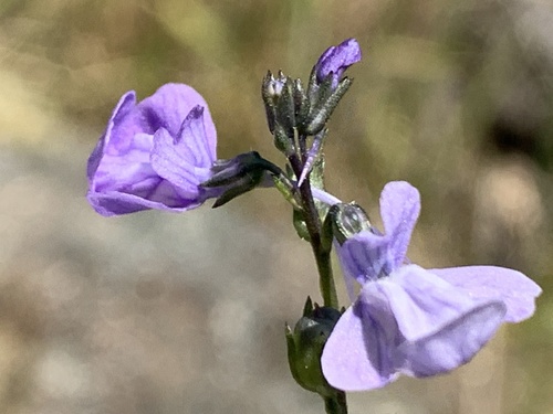 Linaria texana (Texas toadflax) (alternate view 4)