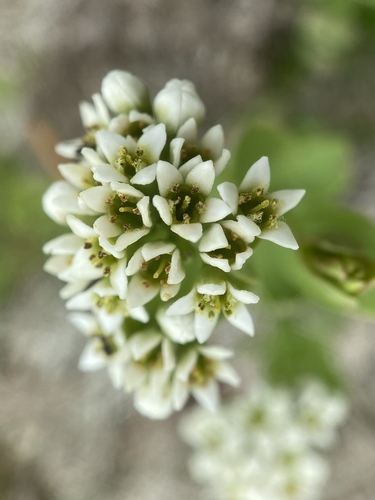 Comandra umbellata (bastard toadflax) (alternate view 7)