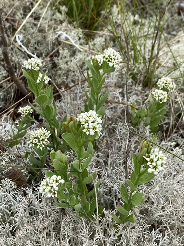 Comandra umbellata (bastard toadflax) (alternate view 6)