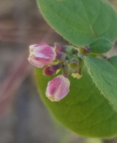 Symphoricarpos mollis (Creeping Snowberry) (alternate view 3)