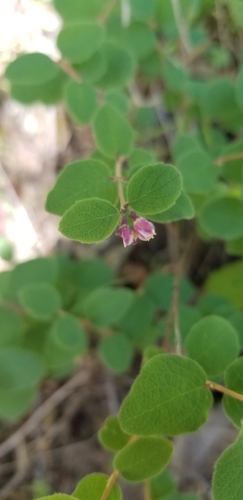 Symphoricarpos mollis (Creeping Snowberry) (alternate view 4)