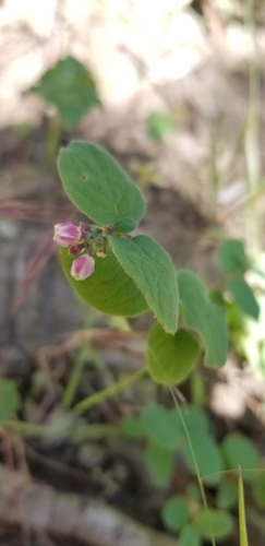 Symphoricarpos mollis (Creeping Snowberry) (alternate view 5)