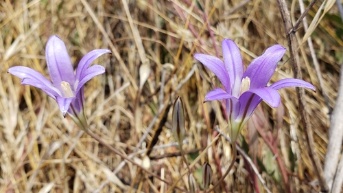 Brodiaea elegans (Harvest Brodiaea) (alternate view 2)