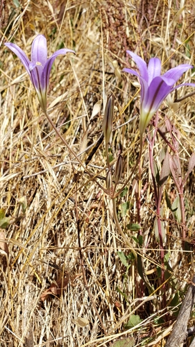 Brodiaea elegans (Harvest Brodiaea) (alternate view 3)