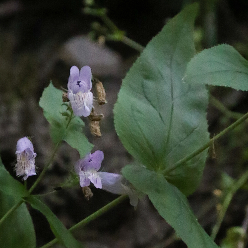 Penstemon smallii (Smalls Beardtongue)