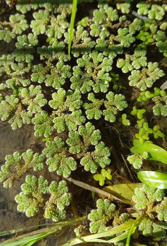 Azolla rubra (Red Azolla) (alternate view 2)