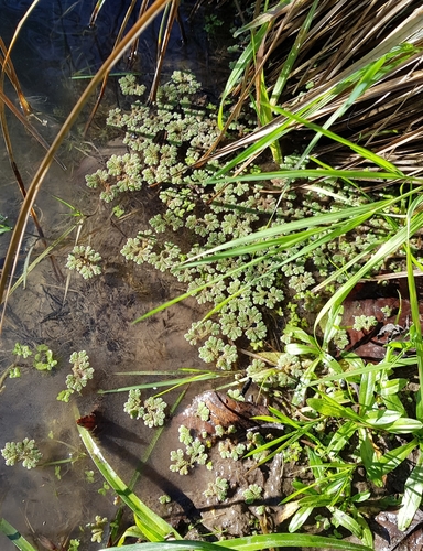 Azolla rubra (Red Azolla) (alternate view 3)