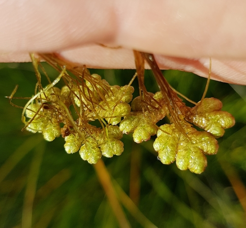 Azolla rubra (Red Azolla) (alternate view 4)