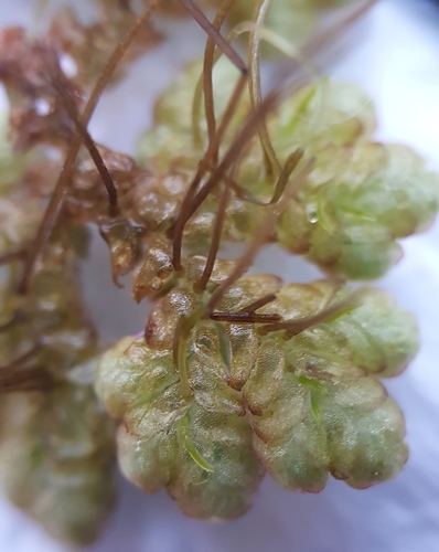 Azolla rubra (Red Azolla) (alternate view 5)