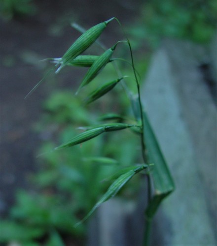 Avena sativa (Common Oat) (alternate view 4)