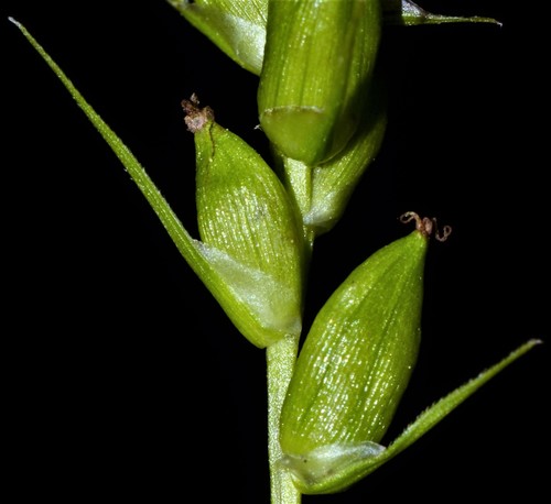 Carex amphibola (Creek Sedge)