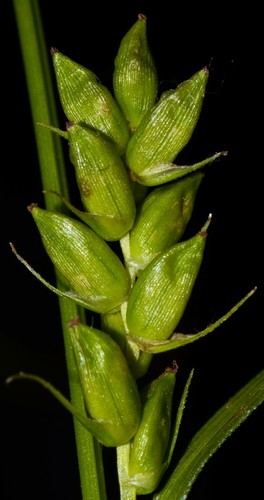 Carex amphibola (Creek Sedge)
