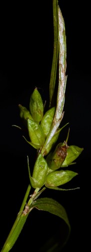 Carex amphibola (Creek Sedge)