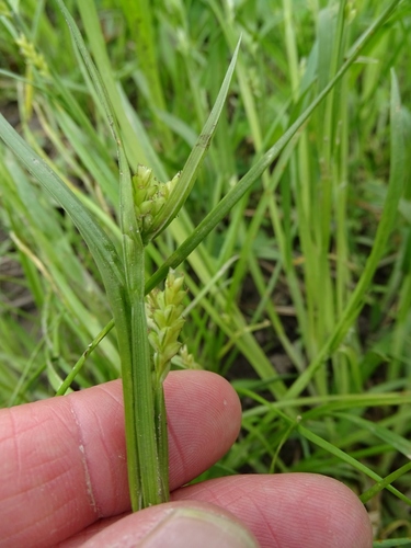 Carex blanda (eastern woodland sedge)