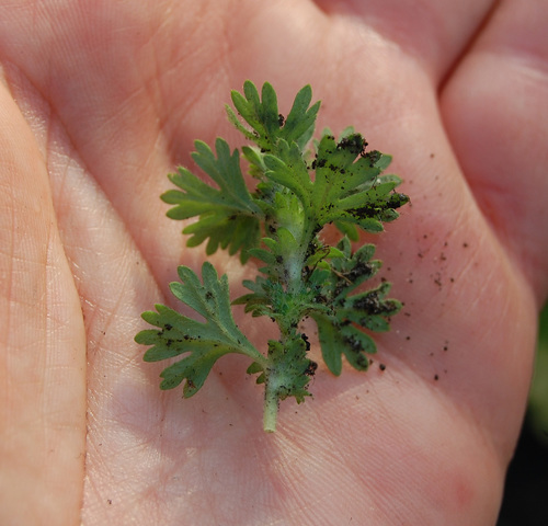 Alchemilla arvensis (Field Parsley Piert)