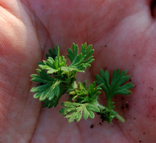Alchemilla arvensis (Field Parsley Piert)