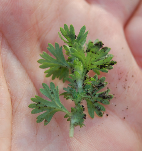 Alchemilla arvensis (Field Parsley Piert)