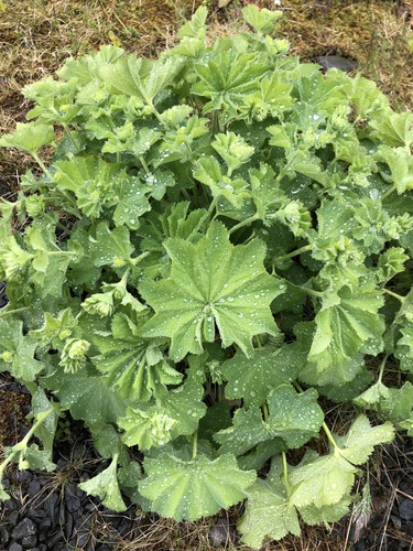 Alchemilla mollis (Lady's Mantle) (alternate view 3)