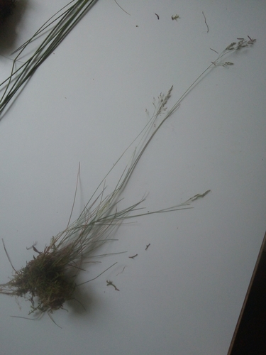 Avenella flexuosa (wavy hair-grass)