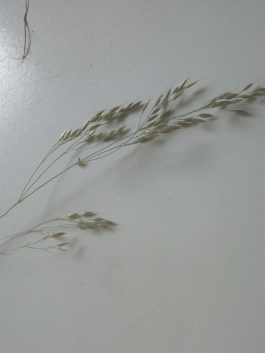 Avenella flexuosa (wavy hair-grass)