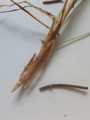 Avenella flexuosa (wavy hair-grass)