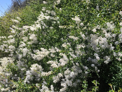 Ceanothus leucodermis (chaparral whitethorn) (alternate view 5)