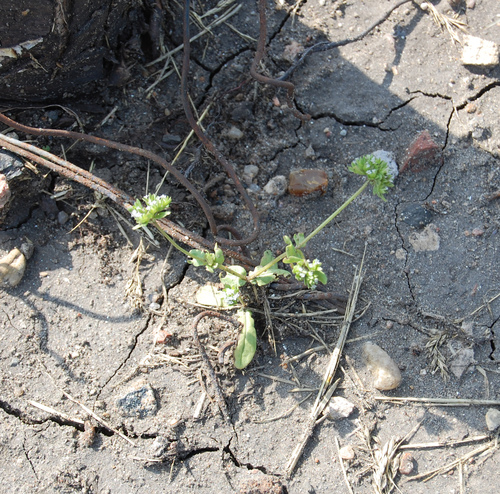 Valerianella locusta (common cornsalad)