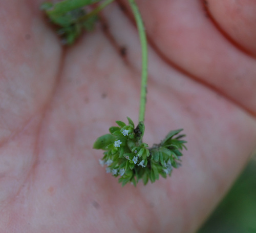 Valerianella locusta (common cornsalad)