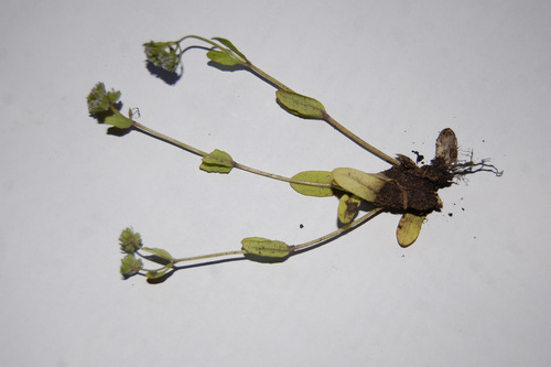 Valerianella locusta (common cornsalad)